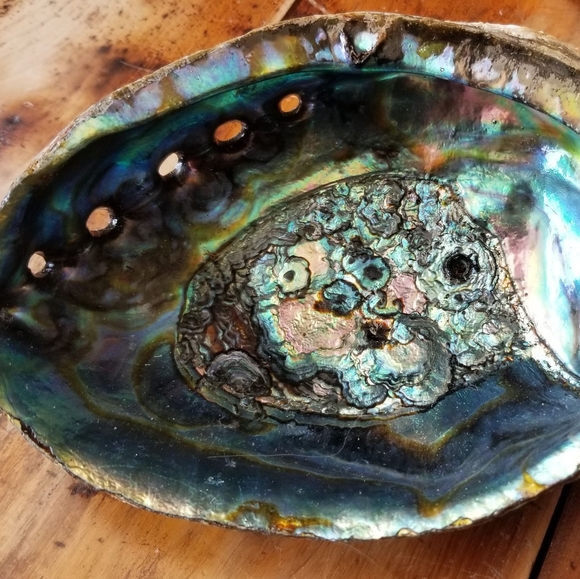 Large Abalone Shell-Great for home office or studio decor😍 - Picture 5 of 16